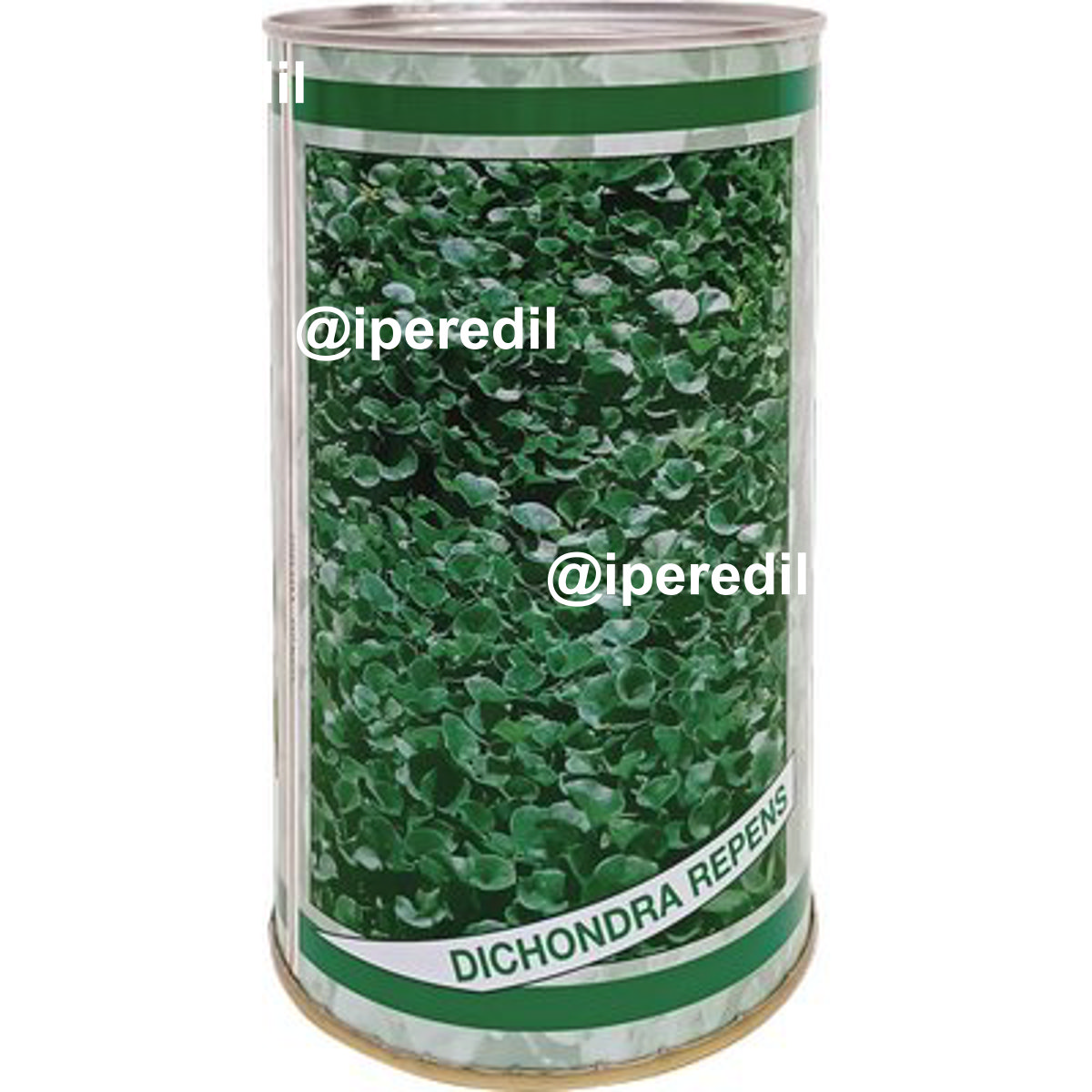 SEME PRATO DICHONDRA REPENS GR 500