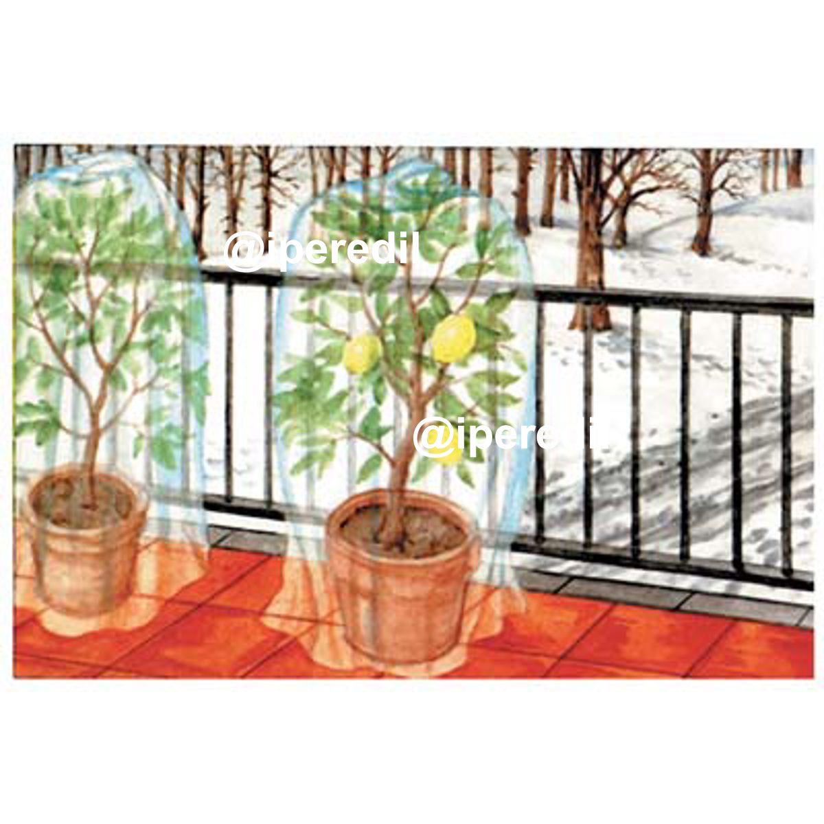 products-image